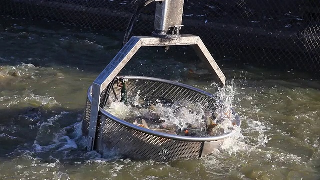 渔业视频下载