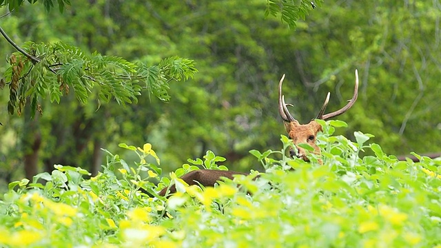 鹿在田野和森林里散步。视频素材