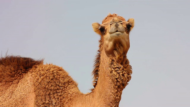 沙漠中的骆驼视频下载