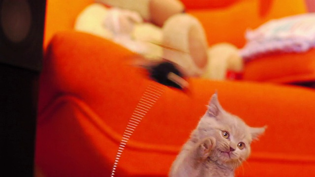 小猫在玩玩具老鼠视频素材