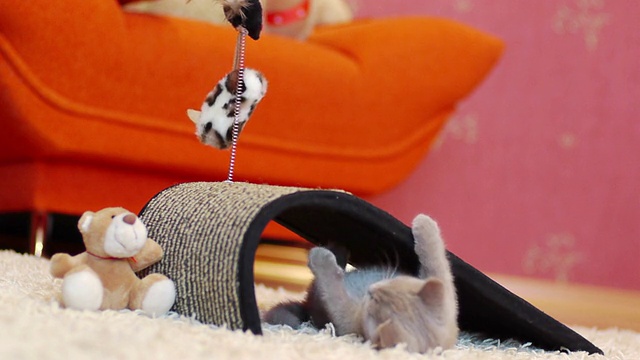 小猫在玩玩具老鼠视频素材