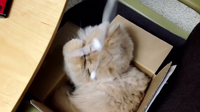 波斯猫玩具视频素材
