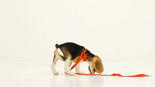 带着红丝带的可爱小狗。慢动作视频素材
