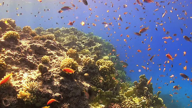 活跃的珊瑚礁上的热带鱼视频素材