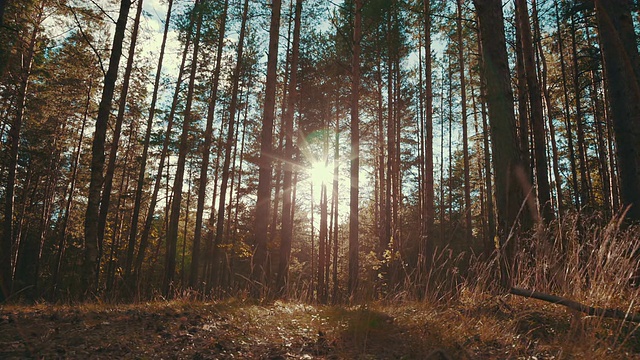阳光照在松林里视频素材