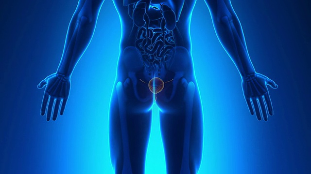 男性解剖学-膀胱扫描视频下载