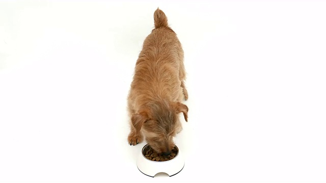 诺福克梗狗吃4K食物视频素材