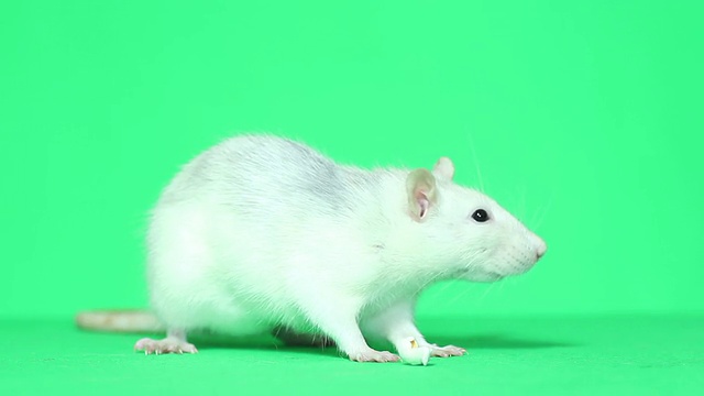 有趣的老鼠视频素材
