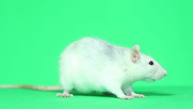 有趣的老鼠洗视频素材