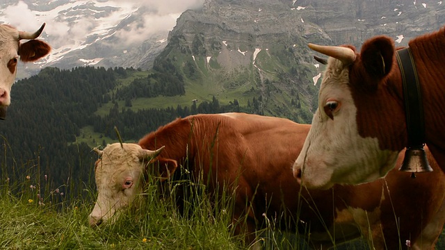 瑞士高山草甸上的奶牛视频素材