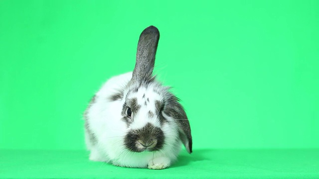 兔子视频素材