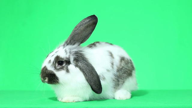 垂耳的兔子视频素材