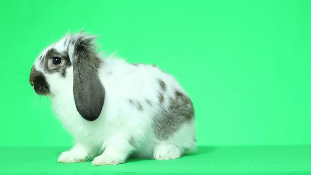 有趣的兔子跳视频素材