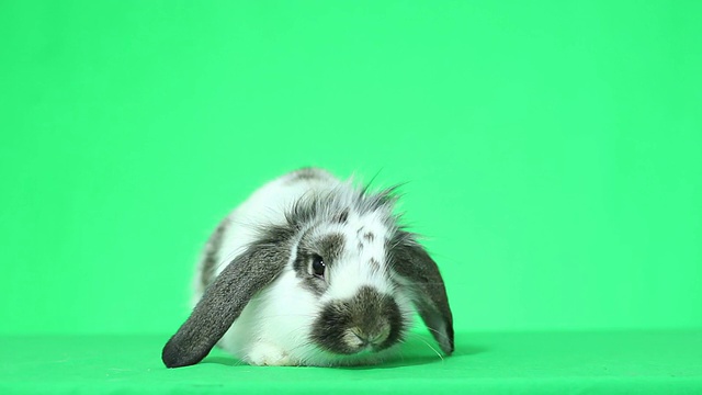 兔子看视频素材