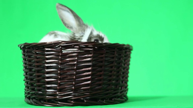 小兔子在柳条篮子里视频素材