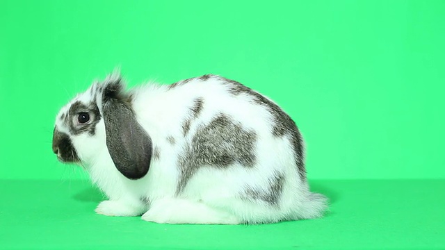 垂耳的兔子视频素材