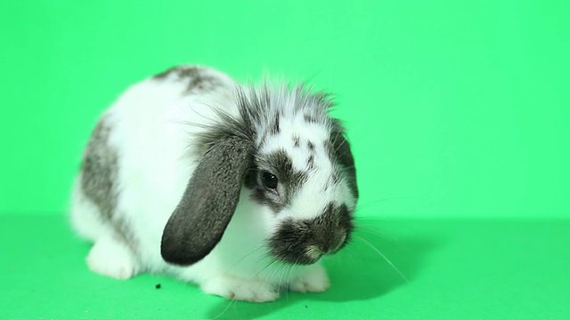 有趣的垂耳的兔子视频素材