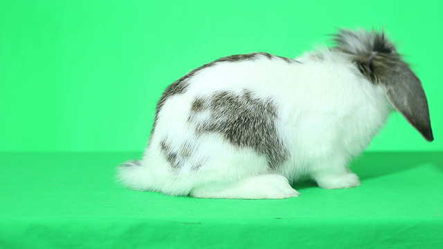 滑稽的垂耳兔子跳视频素材
