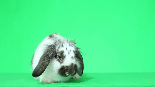 有趣的兔子坐在视频素材