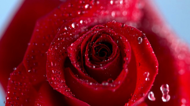 雨滴滴在红玫瑰上的特写视频下载