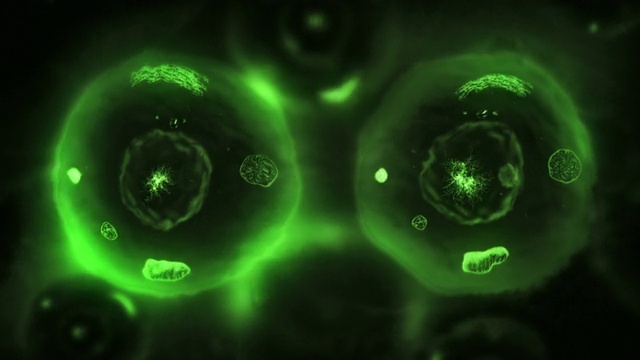 有丝分裂阶段。生物学背景。绿色/黑色。视频素材