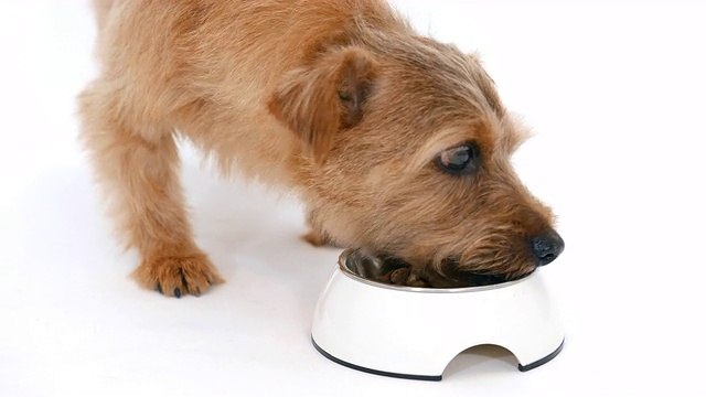 诺福克梗狗吃4K食物视频素材