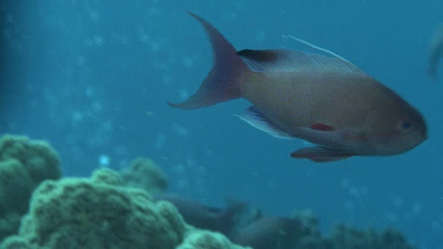 水下拍摄的亮橙色的海金龟(伪鳞金龟)。视频下载