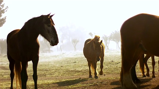 马在夕阳视频素材