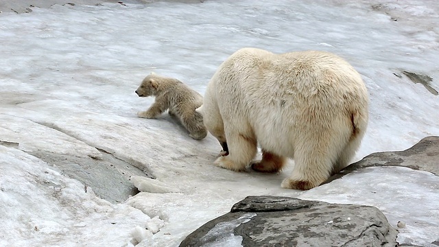 北极熊家族视频素材