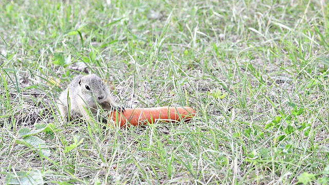 地鼠吃胡萝卜(地鼠)视频素材