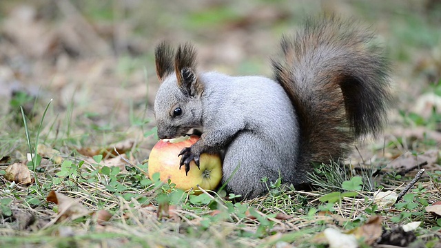 松鼠吃了一个苹果，把它捡起来带走了视频素材