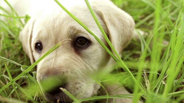 一只拉布拉多小狗坐在草地上视频素材