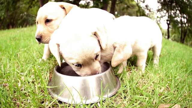 拉布拉多小狗用狗碗喝水的慢镜头视频素材