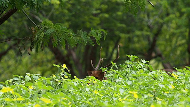 鹿在田野和森林里散步。视频素材