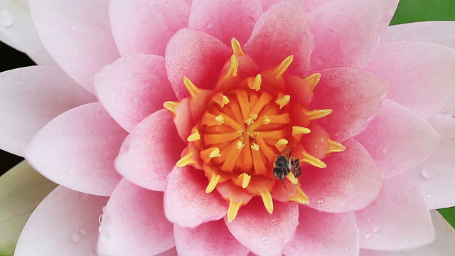近处，粉红莲花上的蜜蜂。视频下载