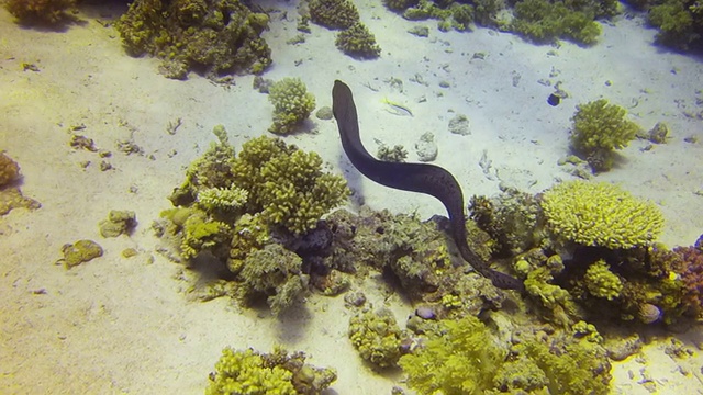 海鳗从一个礁移动到另一个礁视频下载