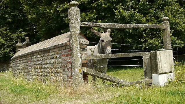 古老的石头篱笆和乡间的一头驴视频下载