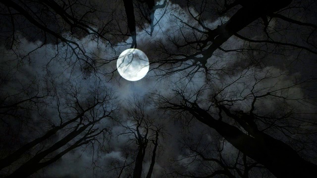 满月的夜晚。树木的剪影。令人毛骨悚然的背景视频下载