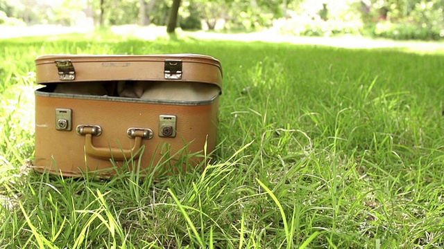 手提箱里的拉布拉多小狗躺在绿草地上视频素材