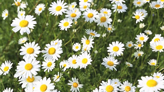 白色和黄色的雏菊在风中飘扬视频下载