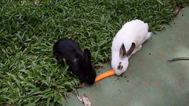 兔子吃胡萝卜。视频下载