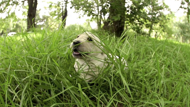 好奇的小狗从草丛中缓慢地跳了出来视频素材