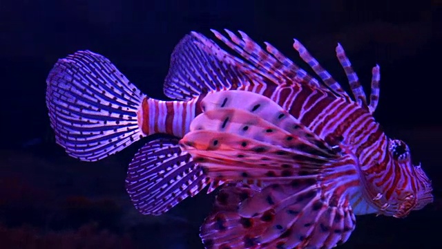 鱼缸中的狮子鱼，背景为黑色视频素材