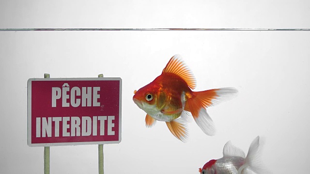 金鱼在法语“禁止钓鱼”的标牌前游泳视频下载