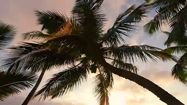 日落时分的吊床和棕榈树。盘下来。视频素材