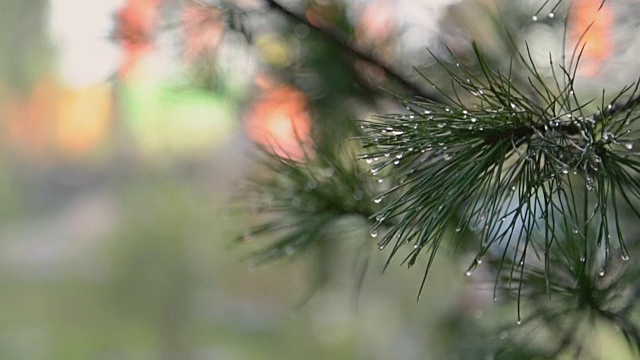潮湿的圣诞树树枝视频素材