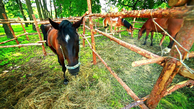 马吃草视频素材