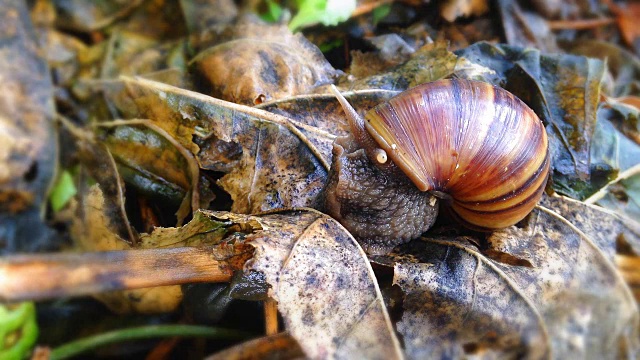 这是热带野生蜗牛在棕色树叶上的特写，时间流逝视频素材
