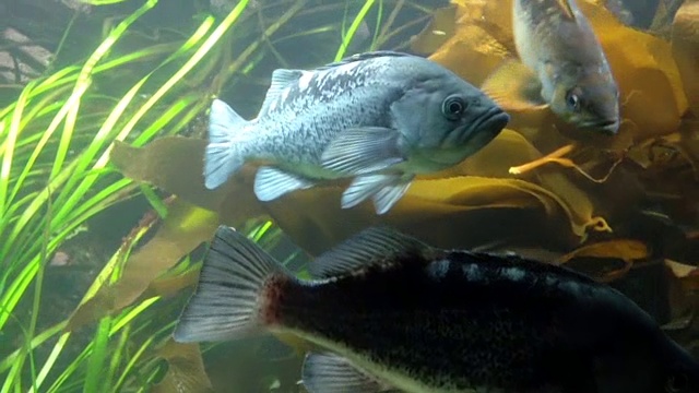 鱼缸内鱼在水下的运动视频下载