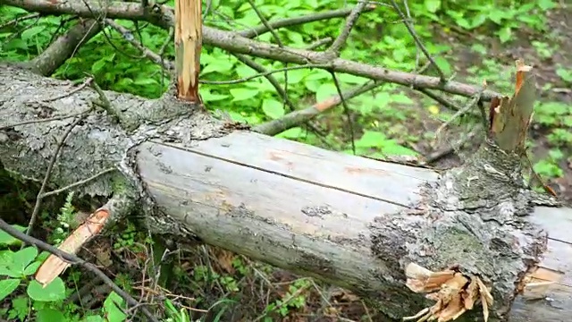 森林里地上的断枝视频下载